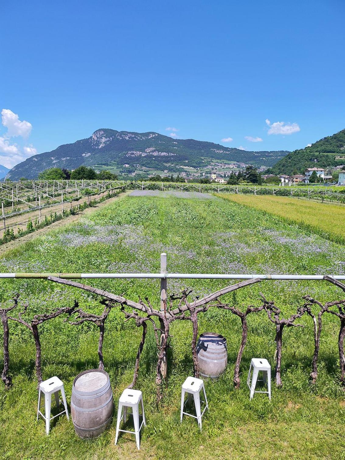 Villa 8 Grappoli Agritur Trento Exterior foto